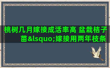 桃树几月嫁接成活率高 盆栽桔子苗‘嫁接用两年枝条能成活吗